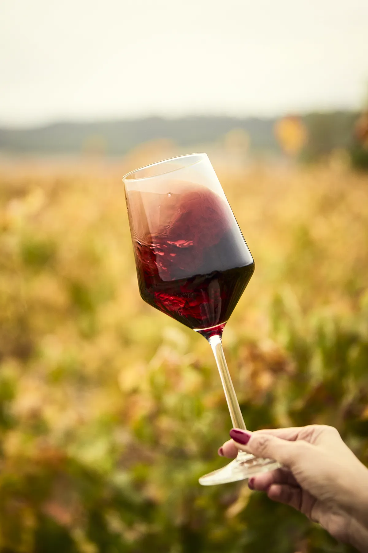 Mano sosteniendo una copa de vino de Bodega Ogon en los viñedos de Valladolid, Castilla y León.