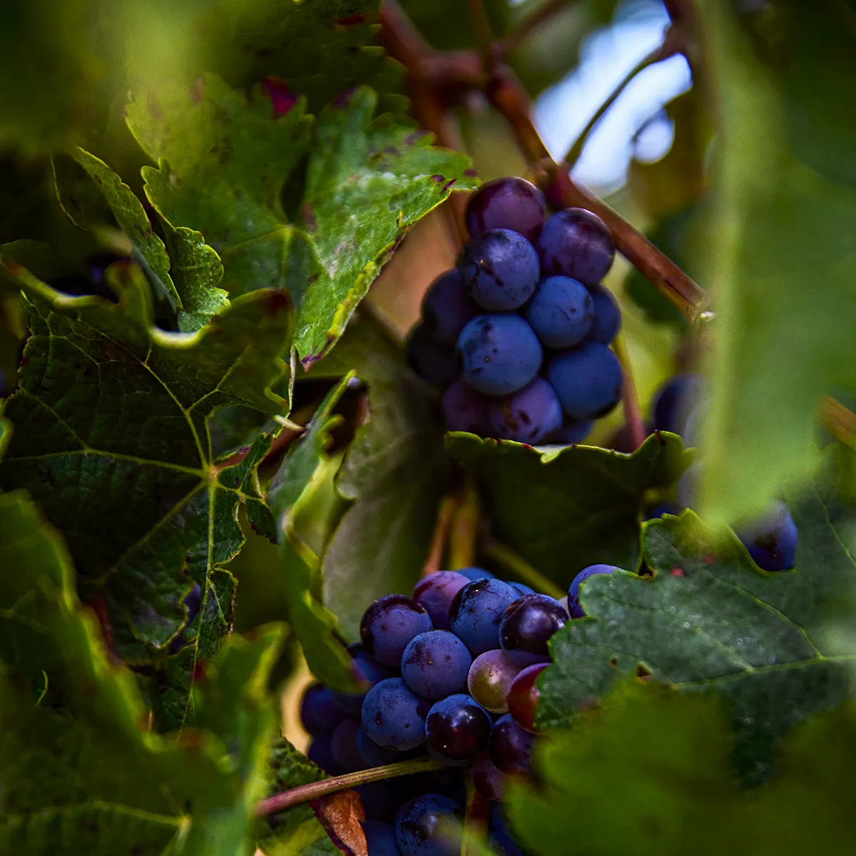 Racimo de uvas Tempranillo en los viñedos de Bodega Ogón, Esguevillas de Esgueva (Valladolid).